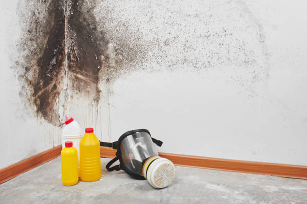 Best Mold Removal Near Me  in Merrimac, VA