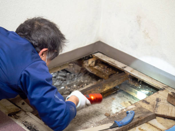 Mold Removal Process in Merrimac, VA