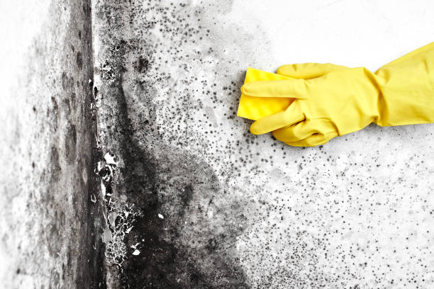 Best Toxic Mold Removal  in Merrimac, VA