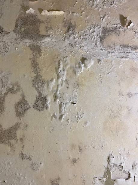 Merrimac, VA Mold Removal Company
