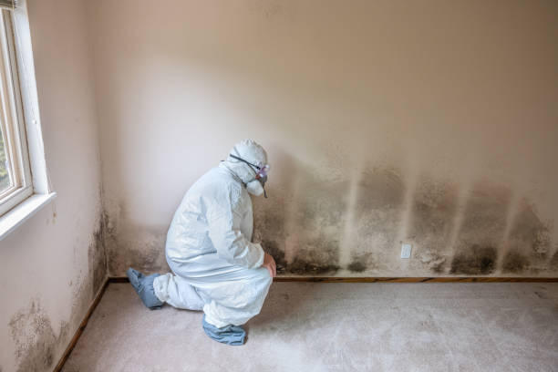Best Home Mold Removal  in Merrimac, VA