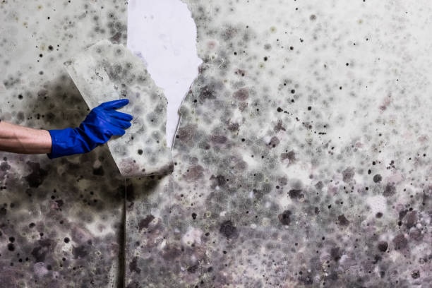 Best Mold Removal Company Near Me  in Merrimac, VA