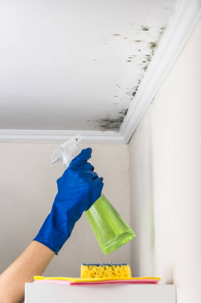 Best Black Mold Removal  in Merrimac, VA