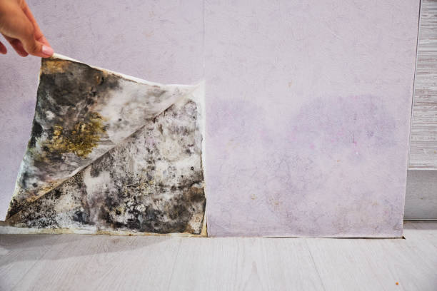 Best Commercial Mold Removal  in Merrimac, VA